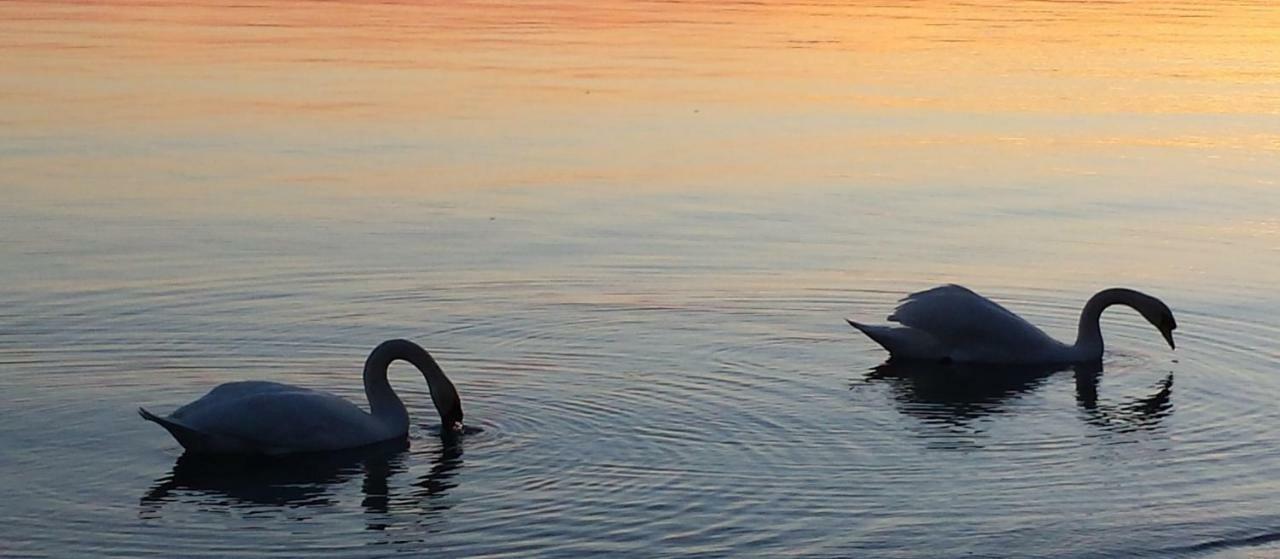 I Tulipani Di Anna Lejlighed Castiglione del Lago Eksteriør billede